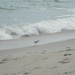 Bird Walking Beside Waves