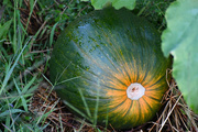 6th Sep 2024 - Pumpkin Starting To Blush