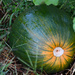 Pumpkin Starting To Blush