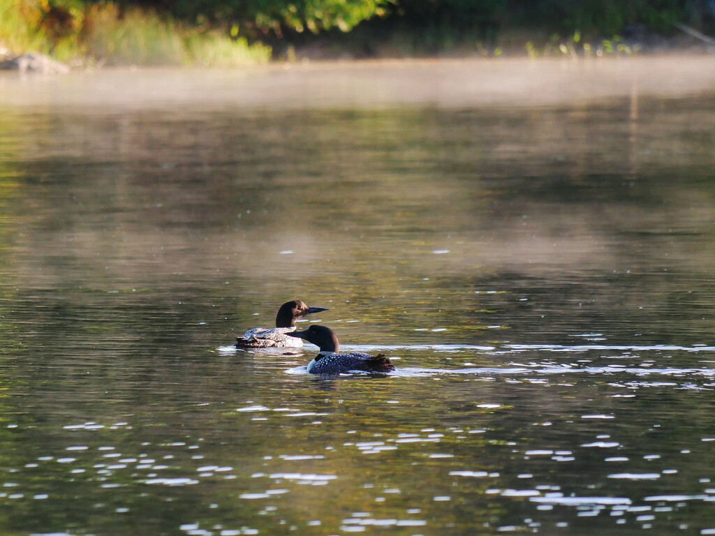 Call of the Loon by ljmanning