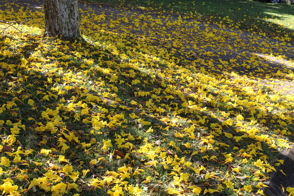 Fallen flowers by jeneurell