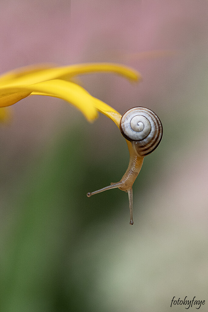 Hang on little snail by fayefaye