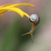 Hang on little snail