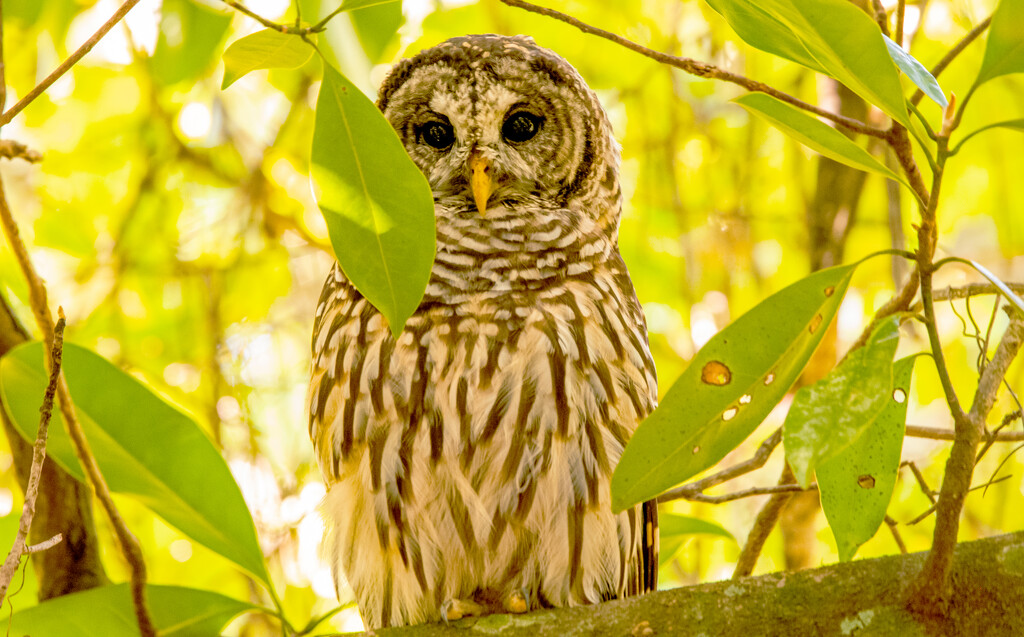 Barred Owl! by rickster549