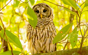 6th Sep 2024 - Barred Owl!