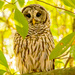 Barred Owl!