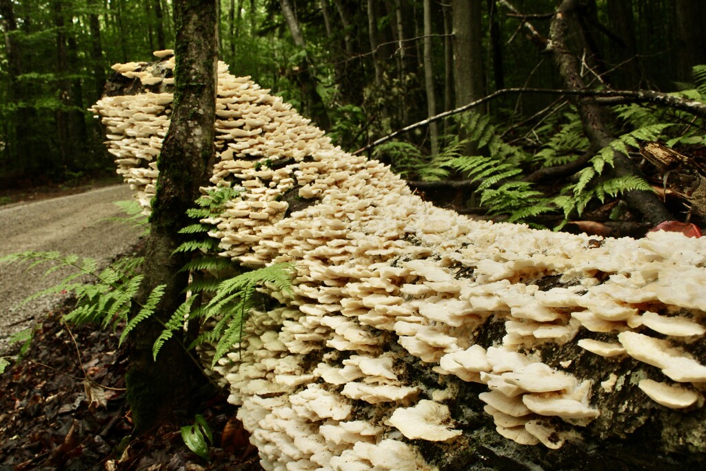 Fungus covered log by mltrotter