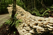 6th Sep 2024 - Fungus covered log