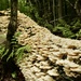 Fungus covered log