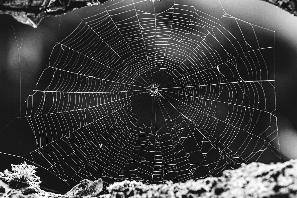 web by rich81