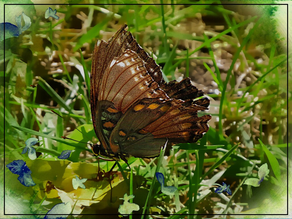 White Admiral Butterfly by olivetreeann