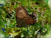 6th Sep 2024 - White Admiral Butterfly