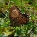 White Admiral Butterfly