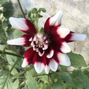 6th Sep 2024 - Pretty Dahlia 