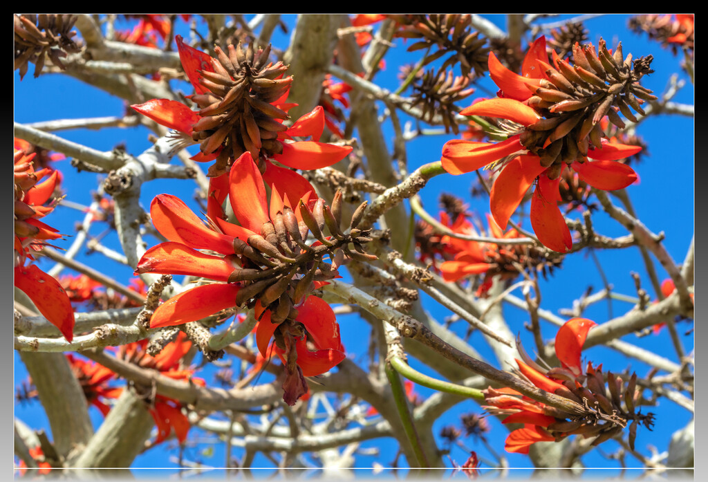 Still many blooms on the tree by ludwigsdiana