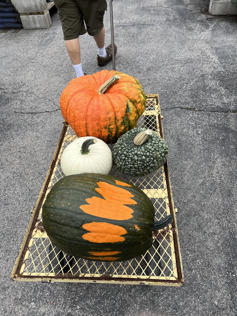 pumpkin shopping by amyk