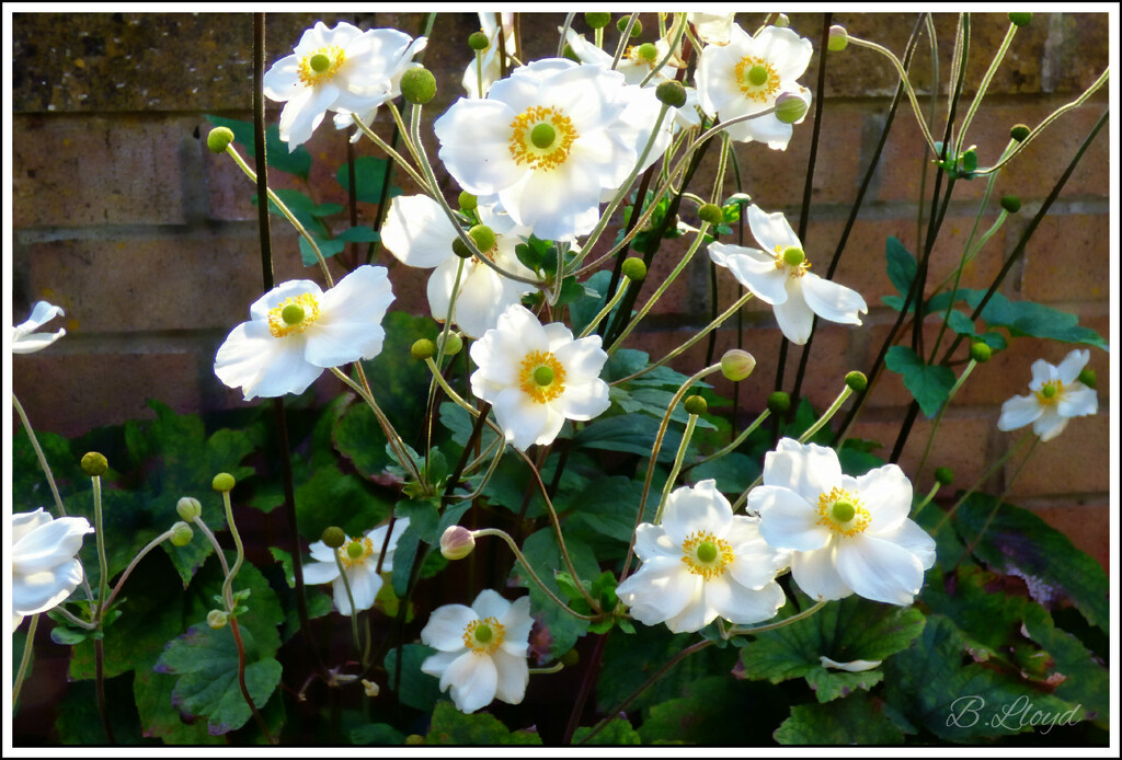 Japanese Anemone  by beryl