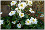 7th Sep 2024 - Japanese Anemone 