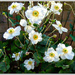 Japanese Anemone 