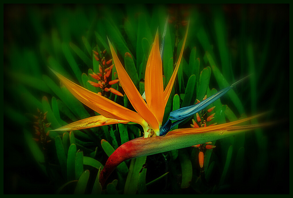 Bird of Paradise by julzmaioro