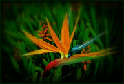 7th Sep 2024 - Bird of Paradise