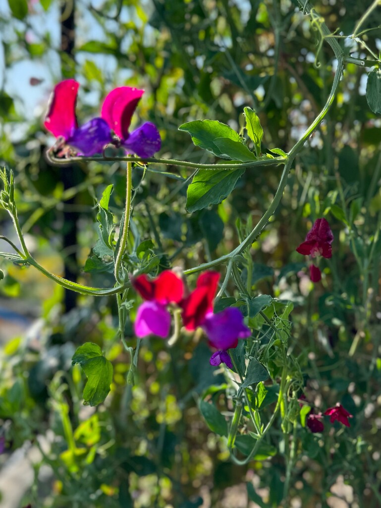 Sweet pea flowers  by alison59