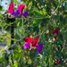 Sweet pea flowers 