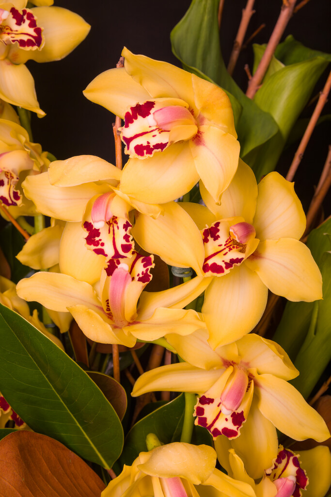 Cymbidium by briaan