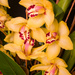 Cymbidium