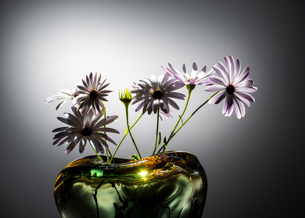 Daisies in a glass vase by nannasgotitgoingon