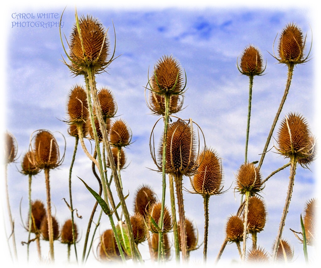 Teasels by carolmw