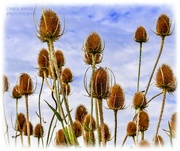 7th Sep 2024 - Teasels