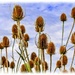 Teasels