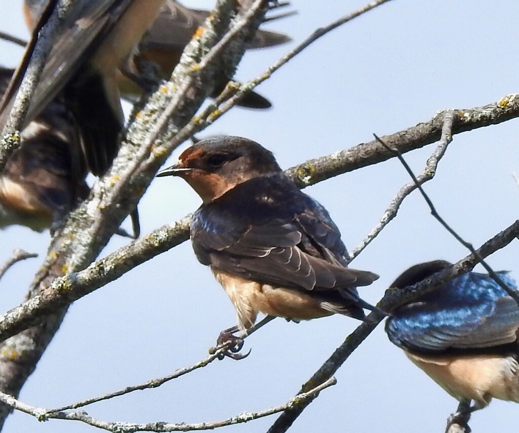 Barn Swallow by sunnygreenwood