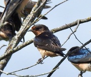 23rd Aug 2024 - Barn Swallow