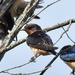 Barn Swallow by sunnygreenwood