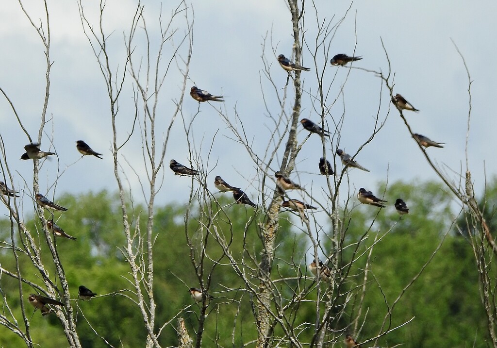 Barn Swallows by sunnygreenwood