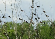 24th Aug 2024 - Barn Swallows