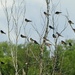 Barn Swallows by sunnygreenwood