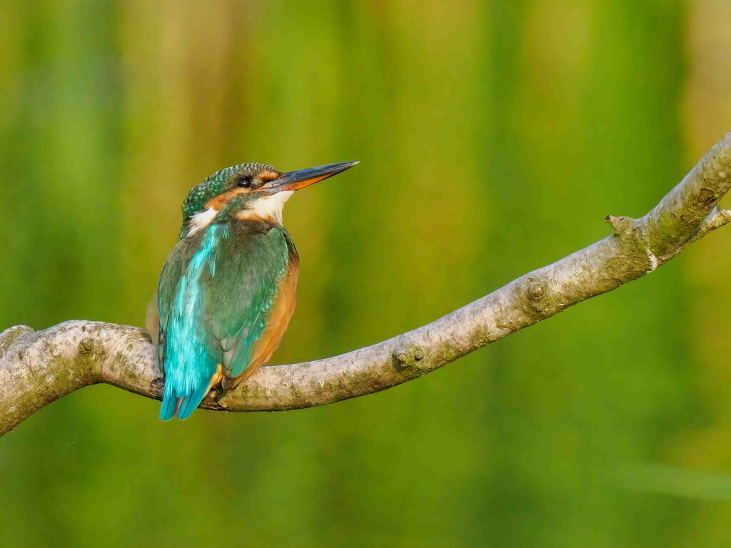 Kingfisher  by padlock