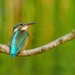 Kingfisher 