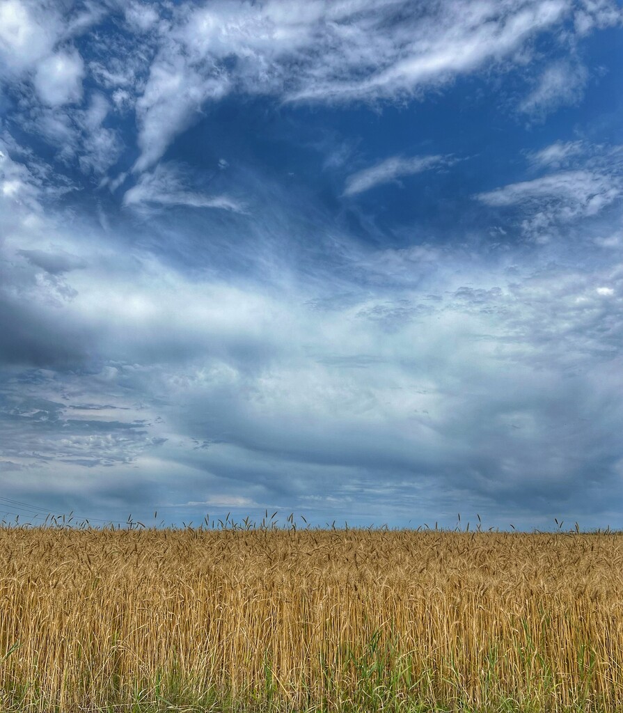 Barley Field by radiogirl