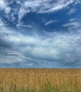 6th Sep 2024 - Barley Field