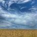 Barley Field