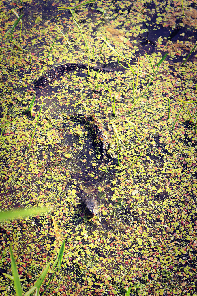 Curious Water Snake by juliedduncan