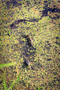 7th Sep 2024 - Curious Water Snake