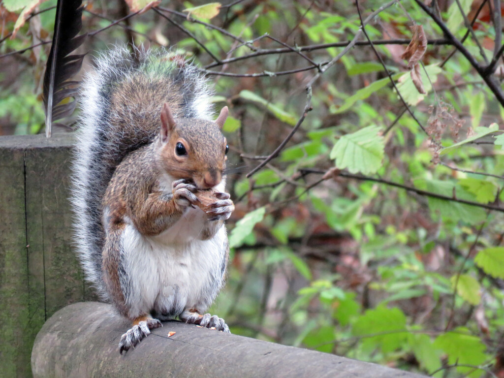 Squirrel by seattlite