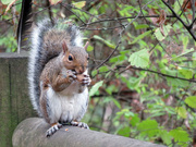 7th Sep 2024 - Squirrel