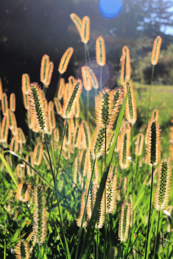 Ridiculously Golden Golden Hour by juliedduncan