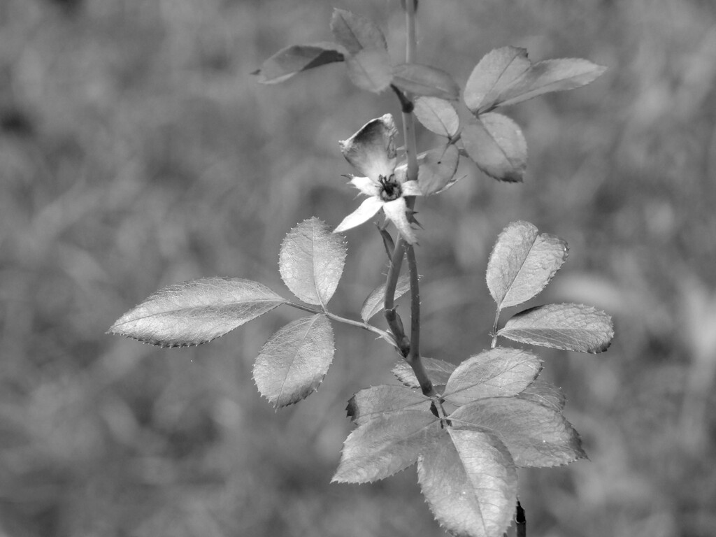 Silvery leaves... by marlboromaam